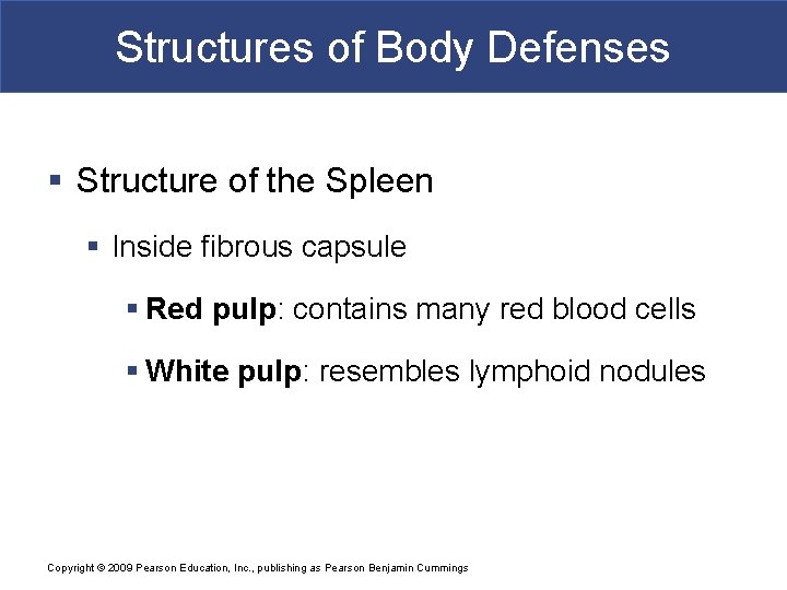 Structures of Body Defenses § Structure of the Spleen § Inside fibrous capsule §