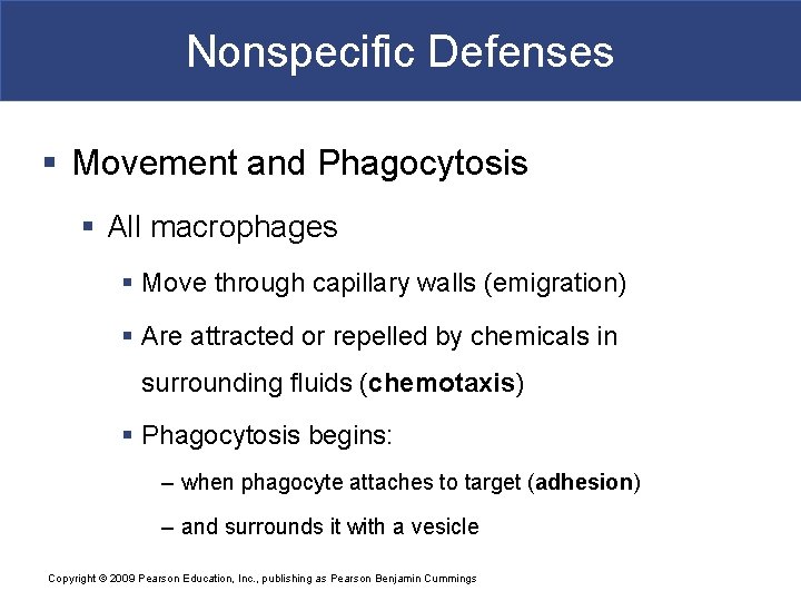 Nonspecific Defenses § Movement and Phagocytosis § All macrophages § Move through capillary walls