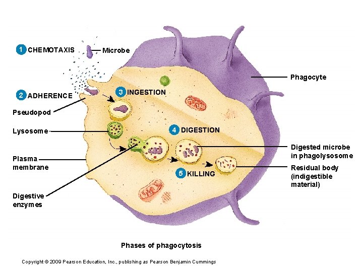 1 CHEMOTAXIS Microbe Phagocyte 2 ADHERENCE 3 INGESTION Pseudopod Lysosome Plasma membrane 4 DIGESTION