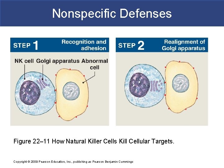 Nonspecific Defenses Figure 22– 11 How Natural Killer Cells Kill Cellular Targets. Copyright ©