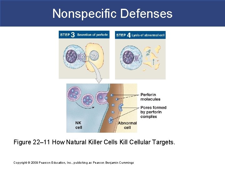 Nonspecific Defenses Figure 22– 11 How Natural Killer Cells Kill Cellular Targets. Copyright ©