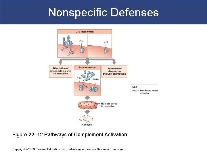 Nonspecific Defenses Figure 22– 12 Pathways of Complement Activation. Copyright © 2009 Pearson Education,