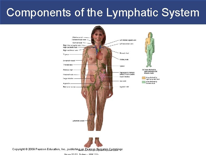 Components of the Lymphatic System Copyright © 2009 Pearson Education, Inc. , publishing as