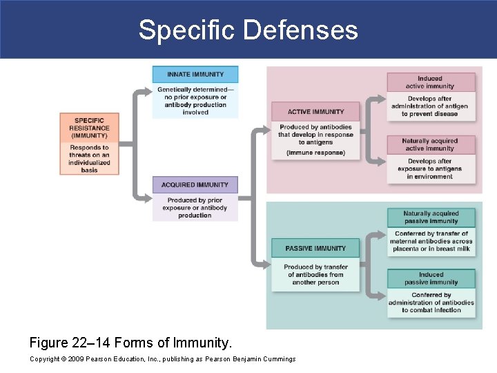 Specific Defenses Figure 22– 14 Forms of Immunity. Copyright © 2009 Pearson Education, Inc.