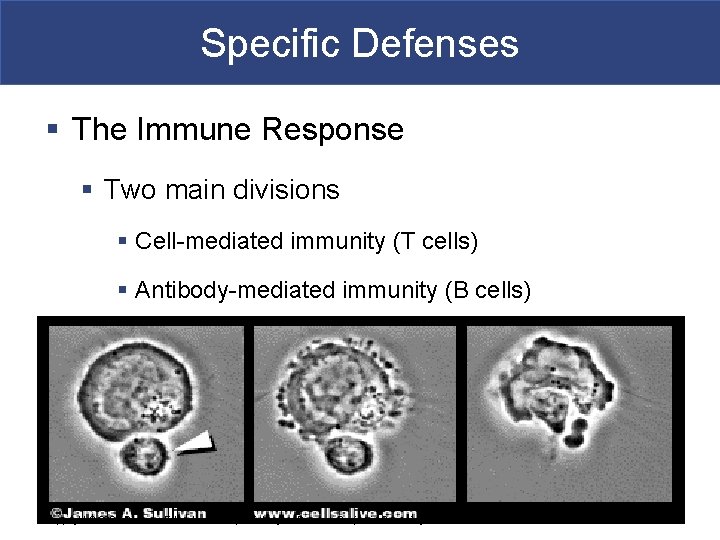 Specific Defenses § The Immune Response § Two main divisions § Cell-mediated immunity (T