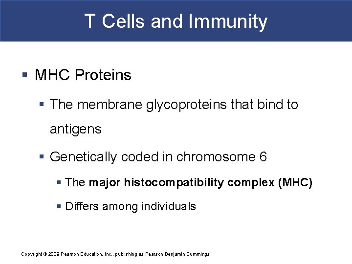 T Cells and Immunity § MHC Proteins § The membrane glycoproteins that bind to