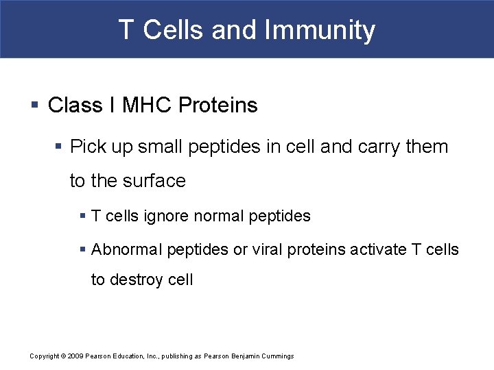 T Cells and Immunity § Class I MHC Proteins § Pick up small peptides