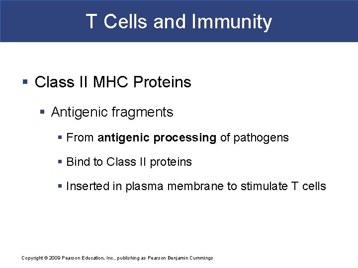 T Cells and Immunity § Class II MHC Proteins § Antigenic fragments § From