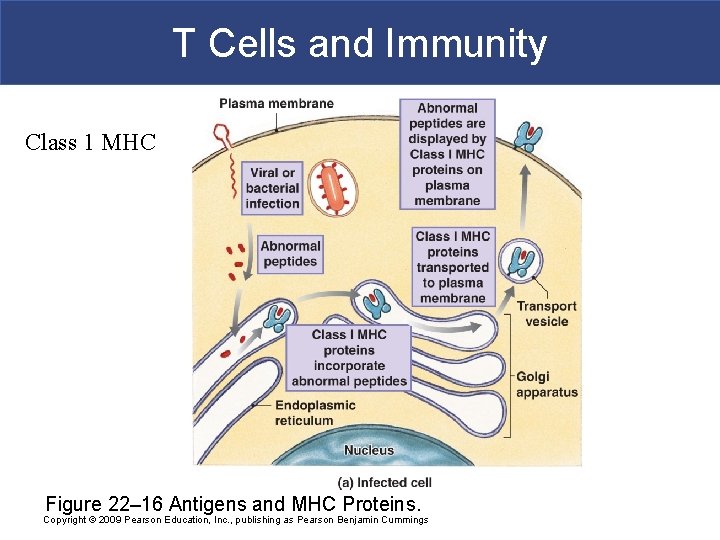 T Cells and Immunity Class 1 MHC Figure 22– 16 Antigens and MHC Proteins.