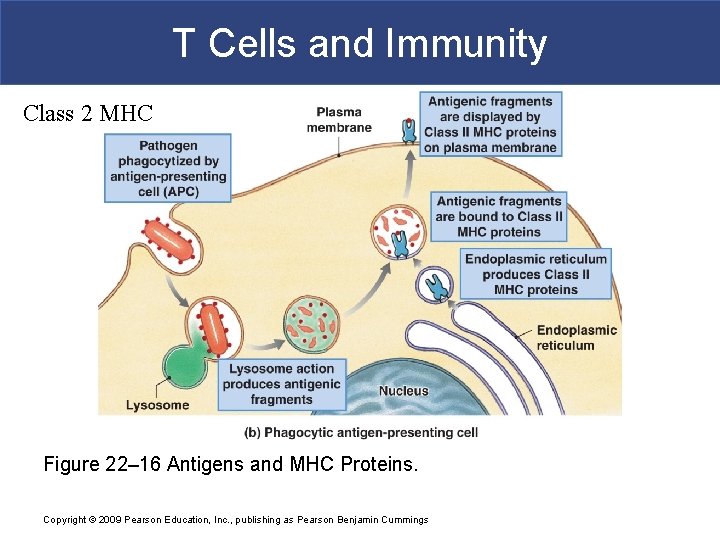 T Cells and Immunity Class 2 MHC Figure 22– 16 Antigens and MHC Proteins.
