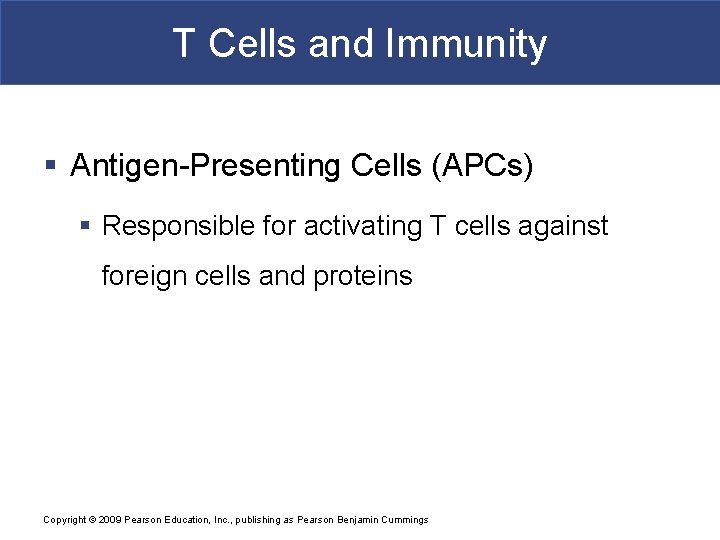 T Cells and Immunity § Antigen-Presenting Cells (APCs) § Responsible for activating T cells