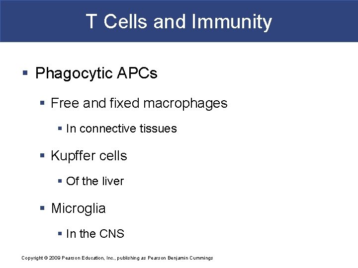 T Cells and Immunity § Phagocytic APCs § Free and fixed macrophages § In