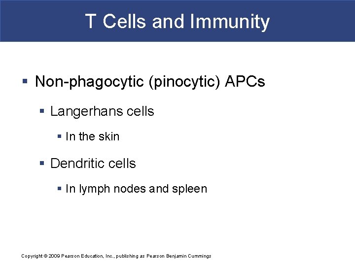 T Cells and Immunity § Non-phagocytic (pinocytic) APCs § Langerhans cells § In the