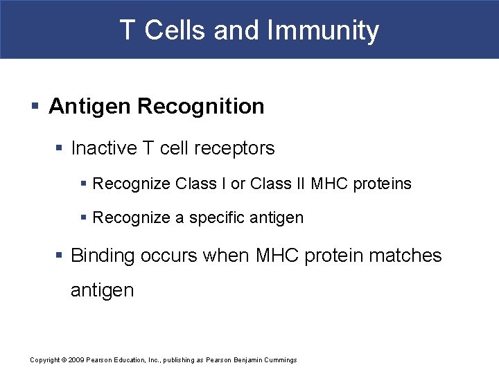T Cells and Immunity § Antigen Recognition § Inactive T cell receptors § Recognize