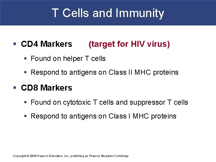 T Cells and Immunity § CD 4 Markers (target for HIV virus) § Found