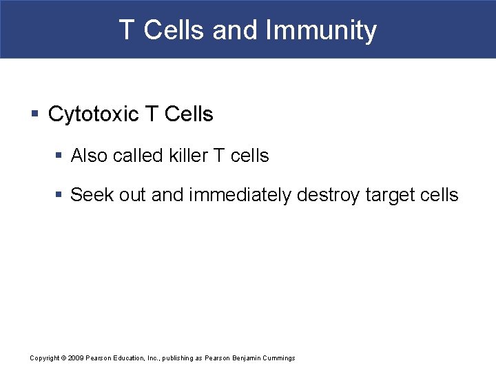 T Cells and Immunity § Cytotoxic T Cells § Also called killer T cells