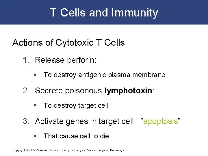 T Cells and Immunity Actions of Cytotoxic T Cells 1. Release perforin: § To