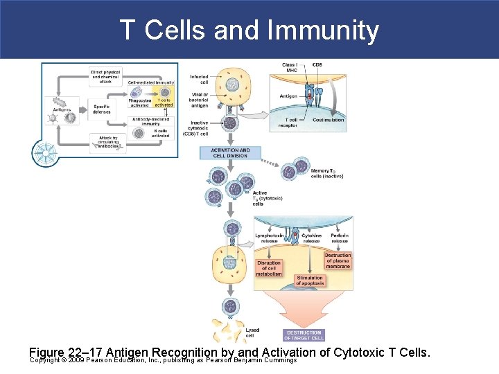T Cells and Immunity Figure 22– 17 Antigen Recognition by and Activation of Cytotoxic