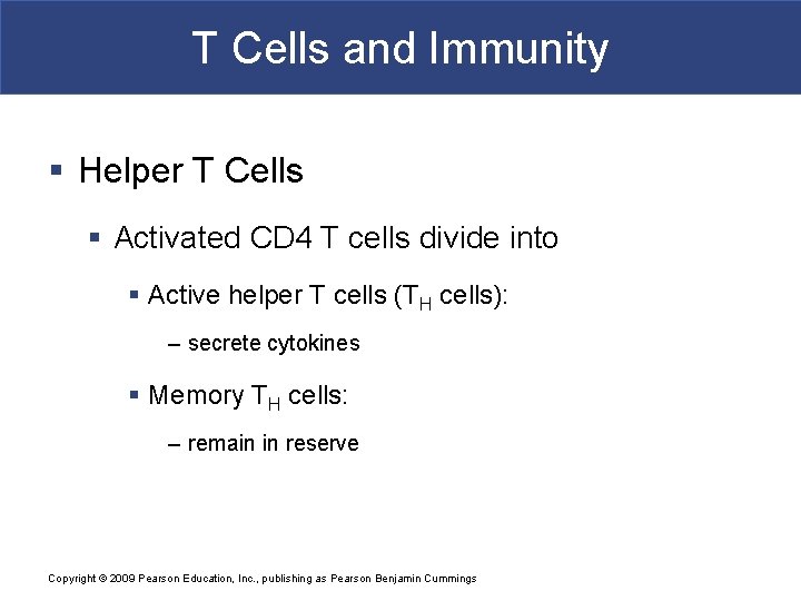 T Cells and Immunity § Helper T Cells § Activated CD 4 T cells