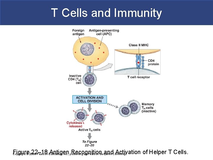 T Cells and Immunity Figure 22– 18 Antigen Recognition and. Cummings Activation of Helper