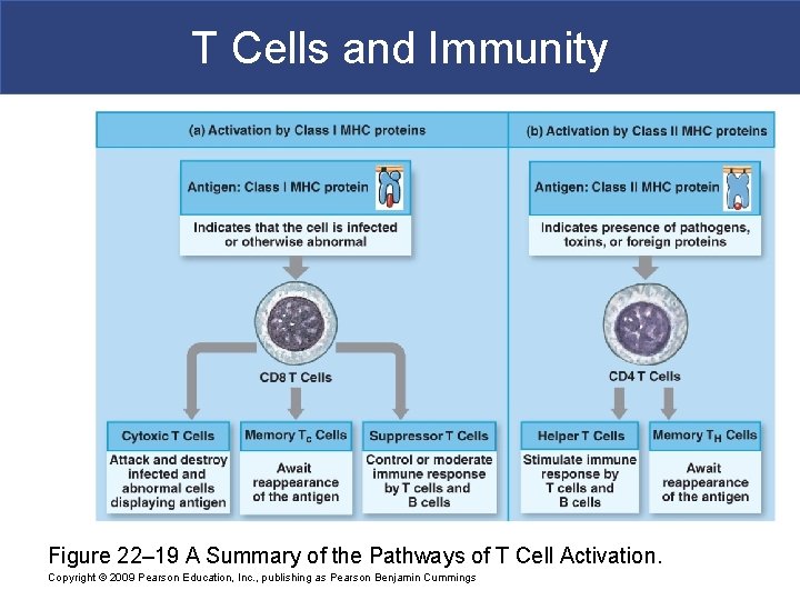 T Cells and Immunity Figure 22– 19 A Summary of the Pathways of T