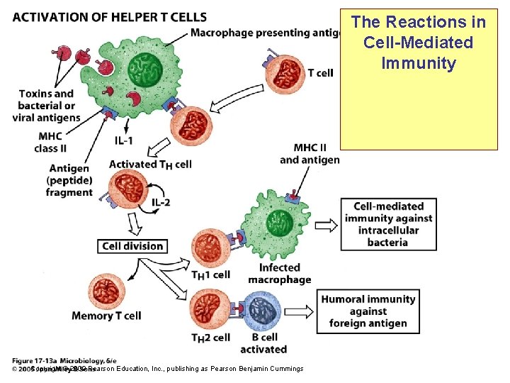 The Reactions in Cell-Mediated Immunity Copyright © 2009 Pearson Education, Inc. , publishing as