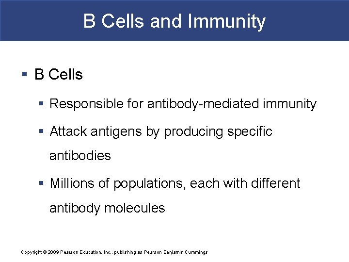B Cells and Immunity § B Cells § Responsible for antibody-mediated immunity § Attack