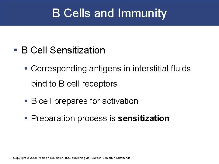 B Cells and Immunity § B Cell Sensitization § Corresponding antigens in interstitial fluids