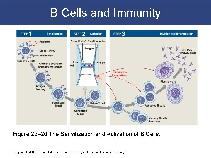 B Cells and Immunity Figure 22– 20 The Sensitization and Activation of B Cells.