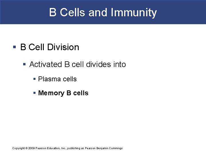 B Cells and Immunity § B Cell Division § Activated B cell divides into