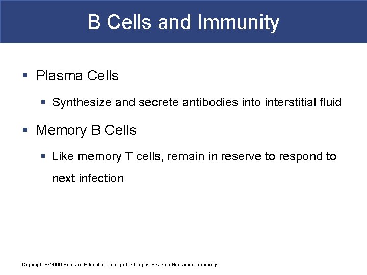 B Cells and Immunity § Plasma Cells § Synthesize and secrete antibodies into interstitial