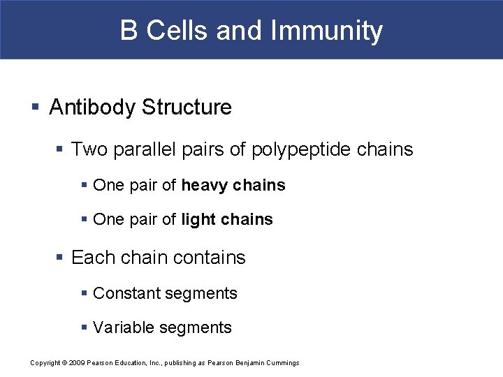 B Cells and Immunity § Antibody Structure § Two parallel pairs of polypeptide chains