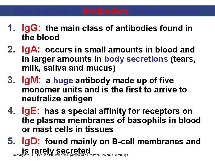 Five Classes of Antibodies (Immunoglobulins) 1. Ig. G: the main class of antibodies found
