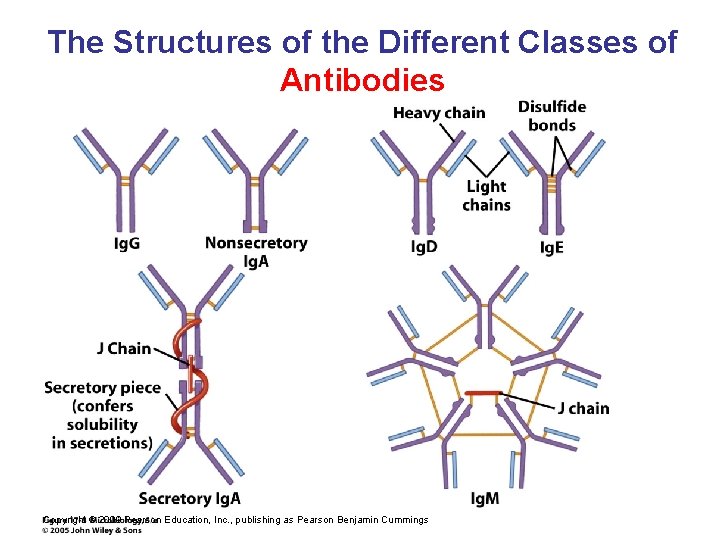 The Structures of the Different Classes of Antibodies Copyright © 2009 Pearson Education, Inc.
