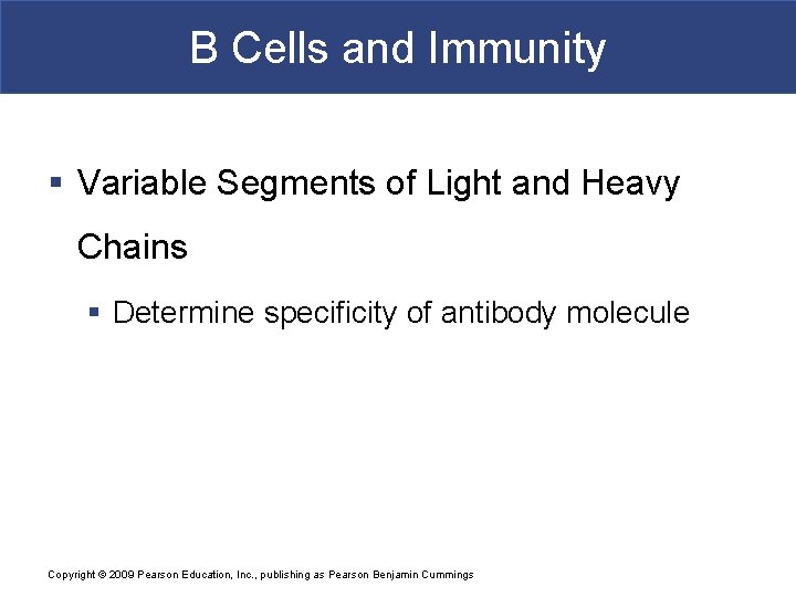 B Cells and Immunity § Variable Segments of Light and Heavy Chains § Determine