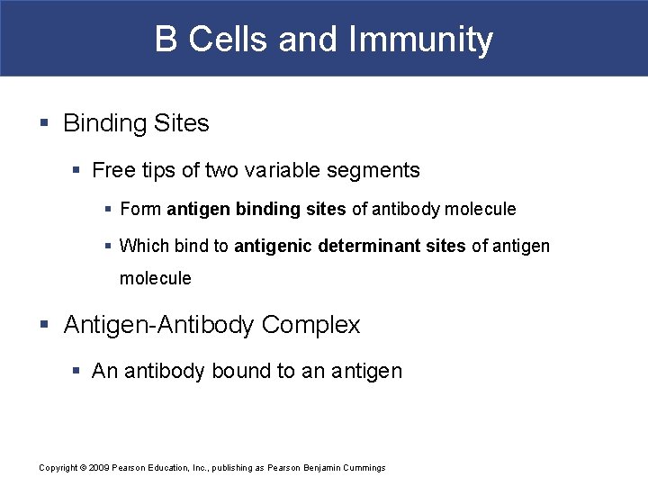B Cells and Immunity § Binding Sites § Free tips of two variable segments
