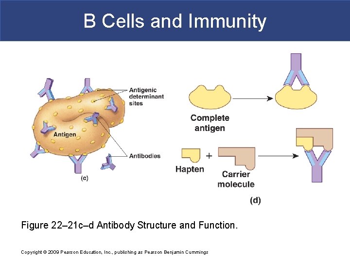 B Cells and Immunity Figure 22– 21 c–d Antibody Structure and Function. Copyright ©
