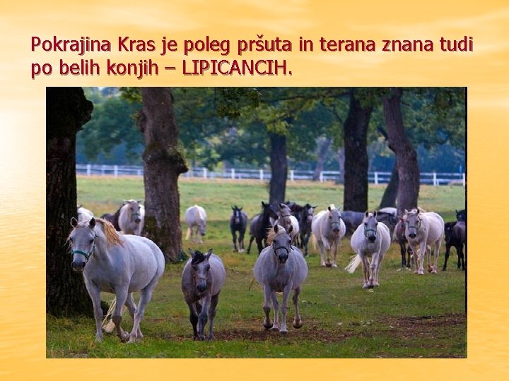 Pokrajina Kras je poleg pršuta in terana znana tudi po belih konjih – LIPICANCIH.