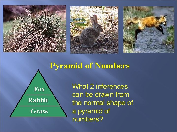Pyramid of Numbers Fox Rabbit Grass What 2 inferences can be drawn from the