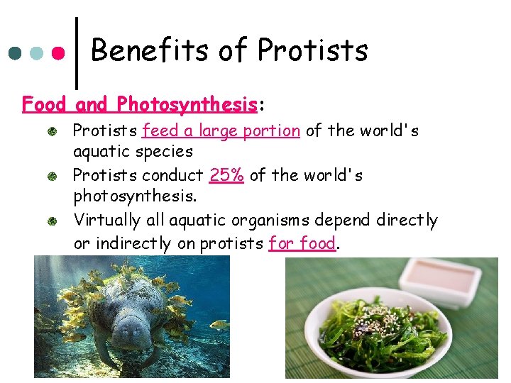 Benefits of Protists Food and Photosynthesis: Protists feed a large portion of the world's