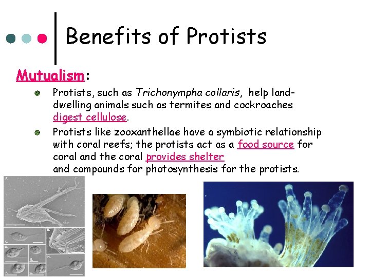 Benefits of Protists Mutualism: Protists, such as Trichonympha collaris, help landdwelling animals such as