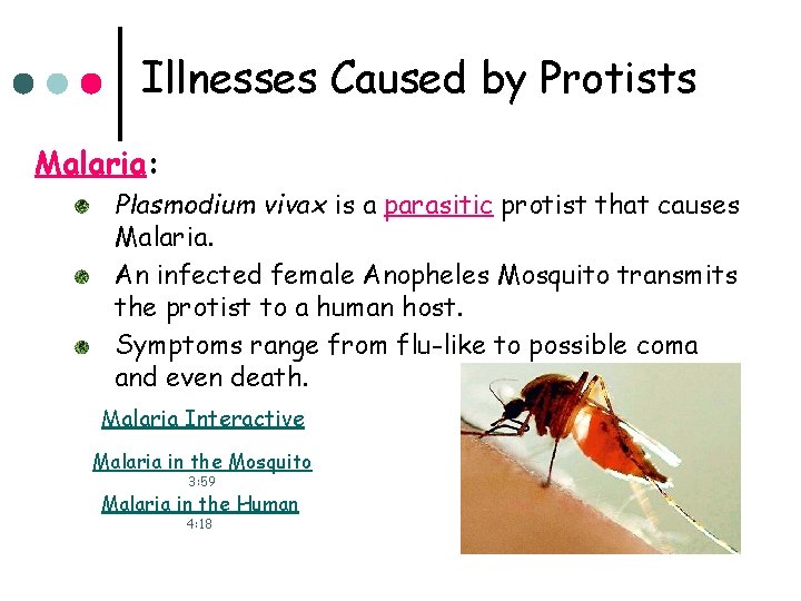 Illnesses Caused by Protists Malaria: Plasmodium vivax is a parasitic protist that causes Malaria.