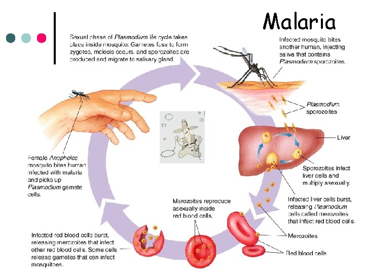 Malaria 