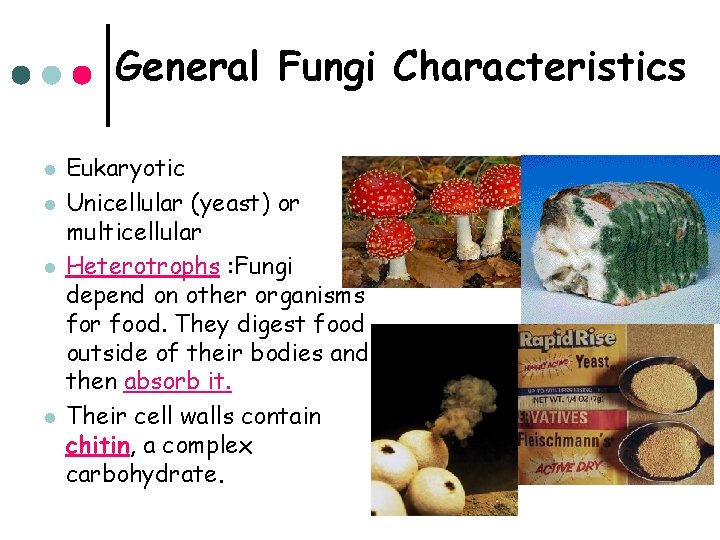 General Fungi Characteristics l l Eukaryotic Unicellular (yeast) or multicellular Heterotrophs : Fungi depend