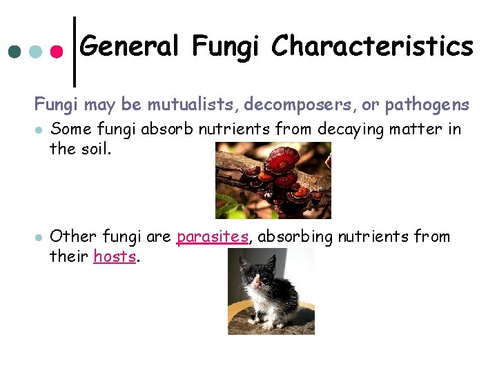 General Fungi Characteristics Fungi may be mutualists, decomposers, or pathogens l l Some fungi