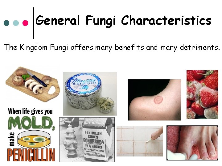 General Fungi Characteristics The Kingdom Fungi offers many benefits and many detriments. 