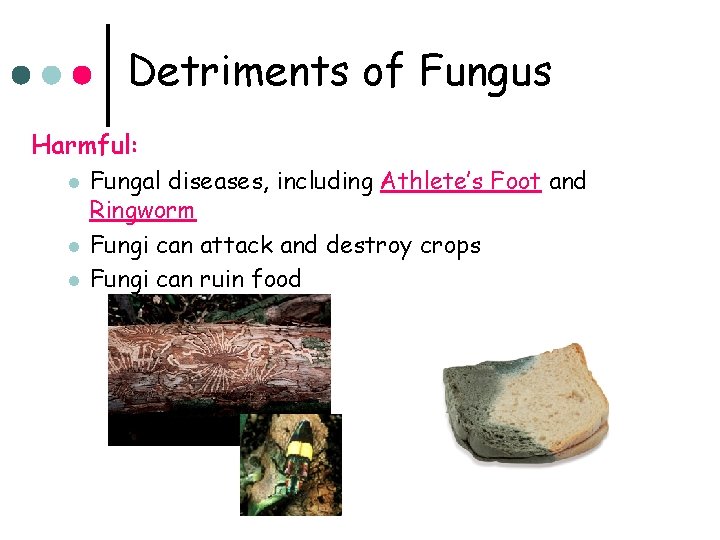 Detriments of Fungus Harmful: l l l Fungal diseases, including Athlete’s Foot and Ringworm