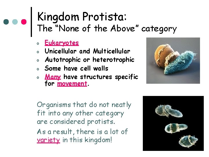 Kingdom Protista: The “None of the Above” category o o o Eukaryotes Unicellular and