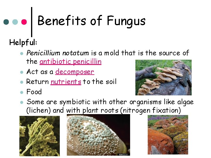 Benefits of Fungus Helpful: l l l Penicillium notatum is a mold that is