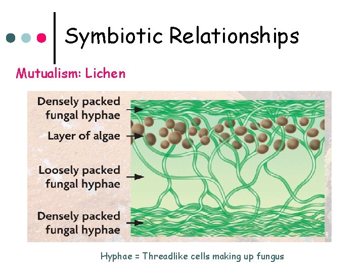 Symbiotic Relationships Mutualism: Lichen Hyphae = Threadlike cells making up fungus 